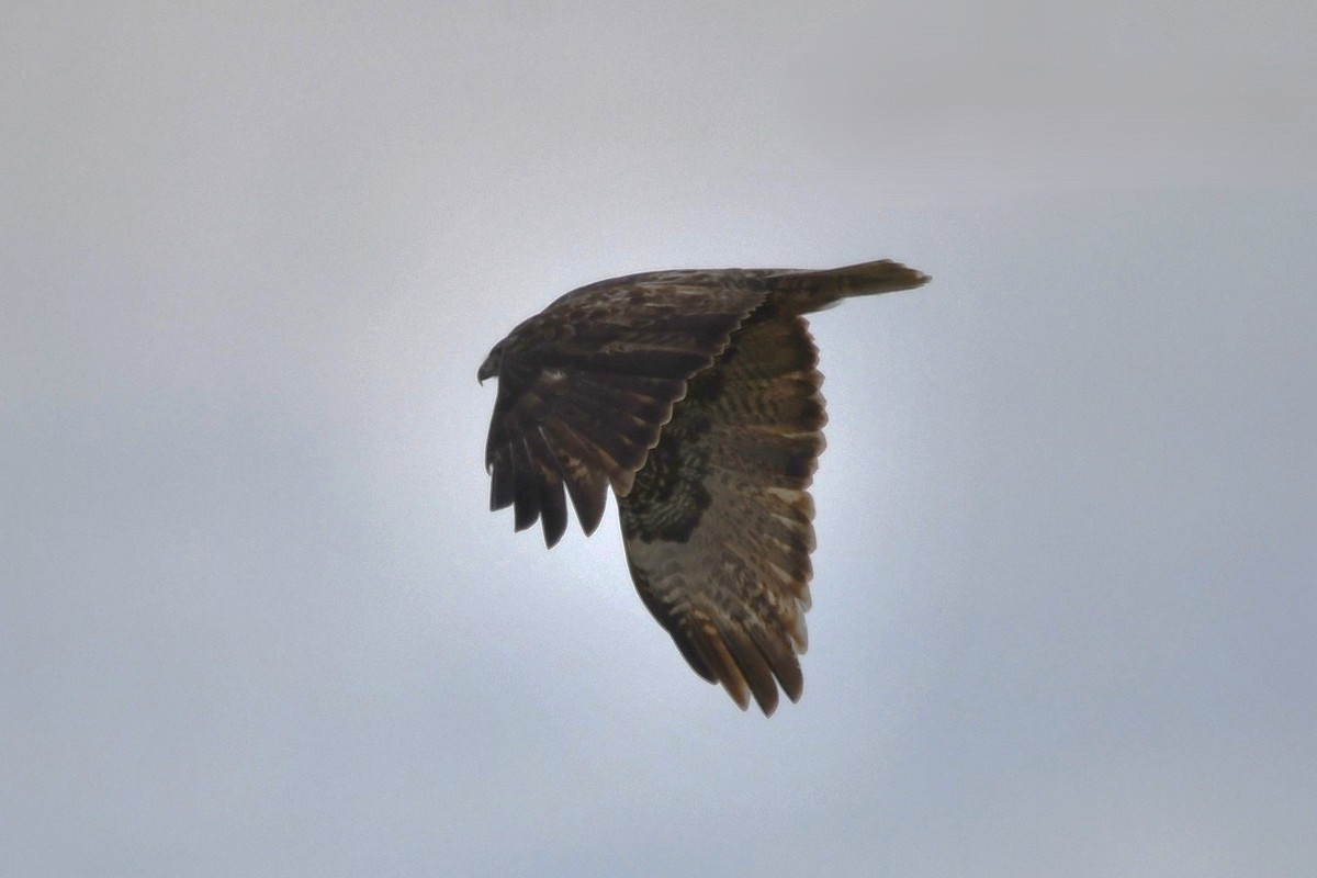 Канюк неоарктичний (підвид harlani) - ML646809075