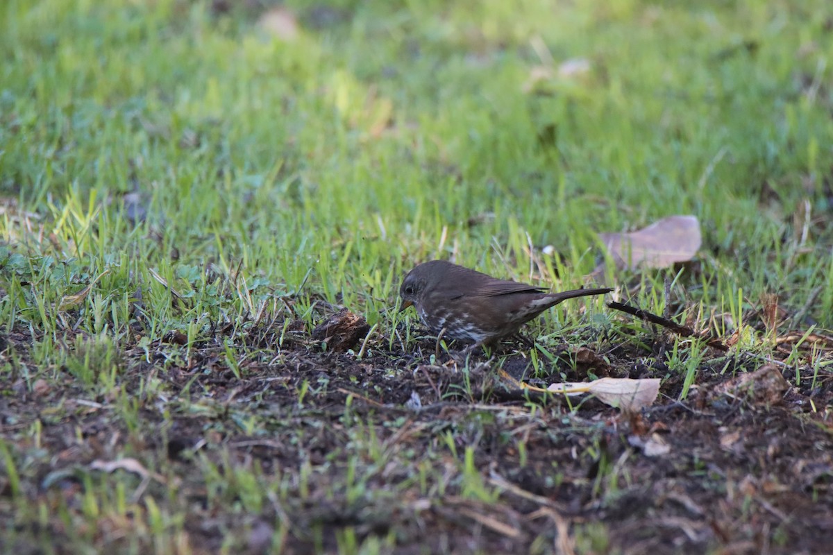 Fox Sparrow - ML646809076