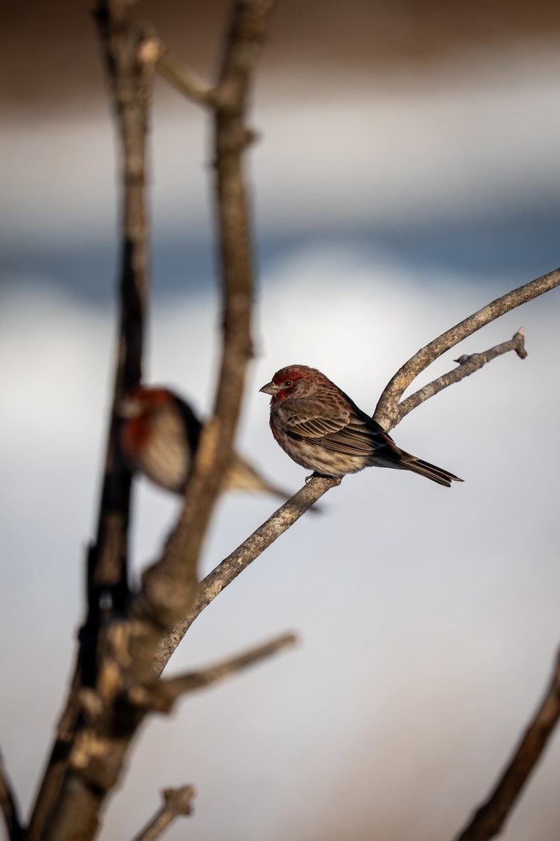 Чечевиця садова - ML646809077
