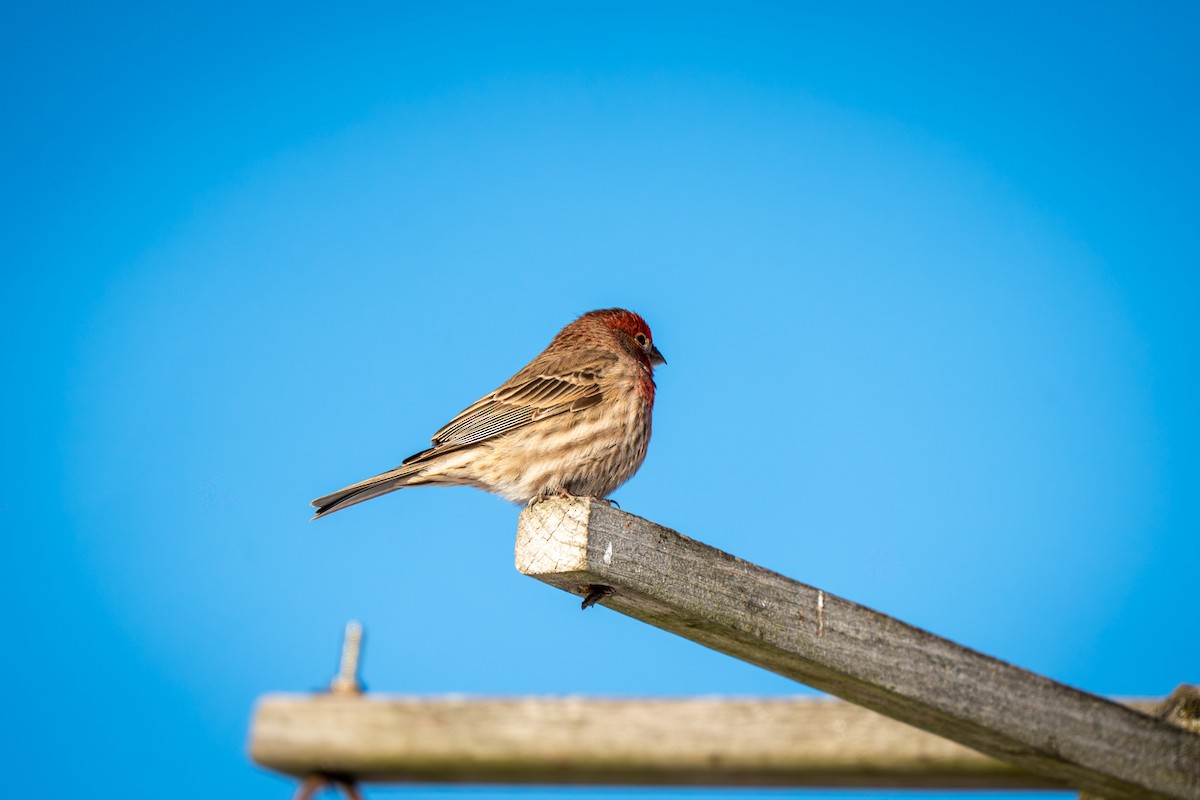 Чечевиця садова - ML646809078