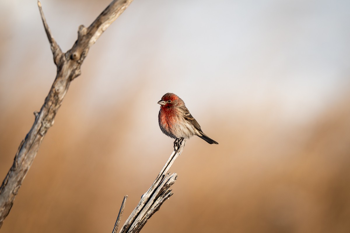 Чечевиця садова - ML646809079