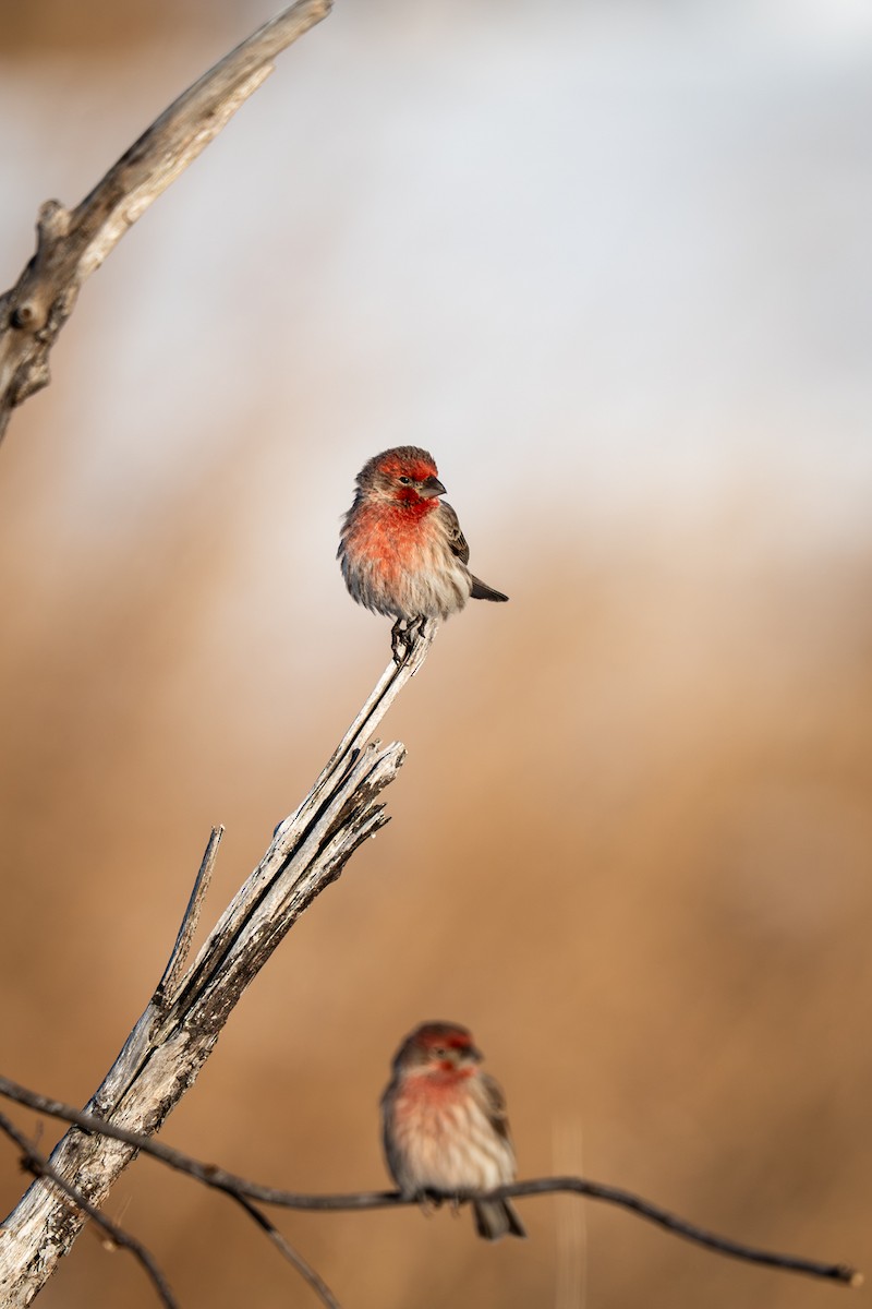 Чечевиця садова - ML646809080