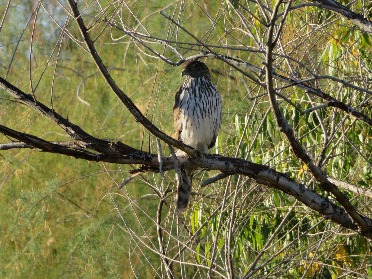 Cooper's Hawk - ML646809082