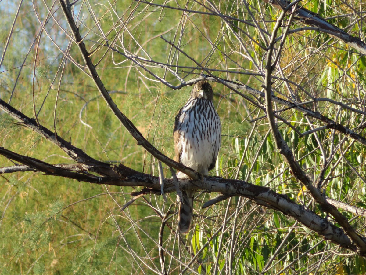 Cooper's Hawk - ML646809083