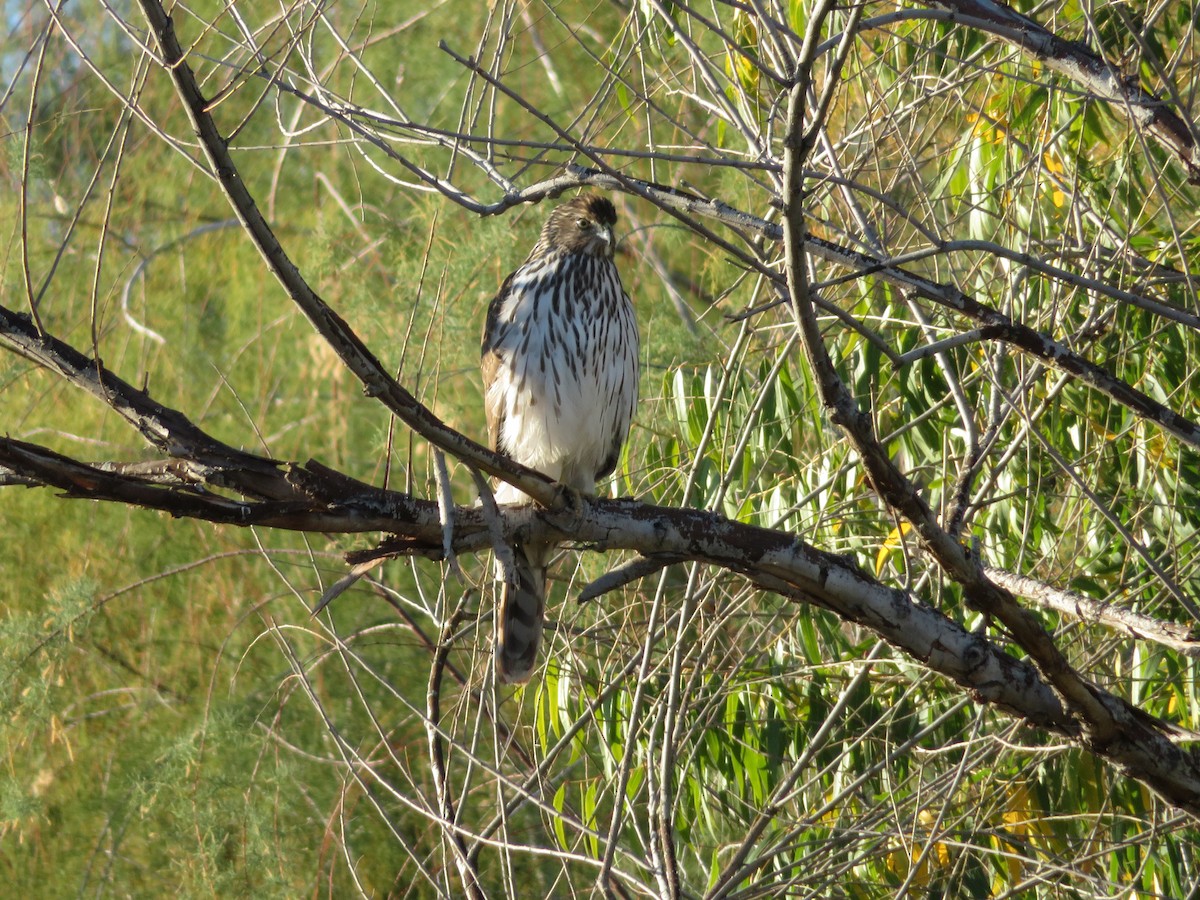 Cooper's Hawk - ML646809084