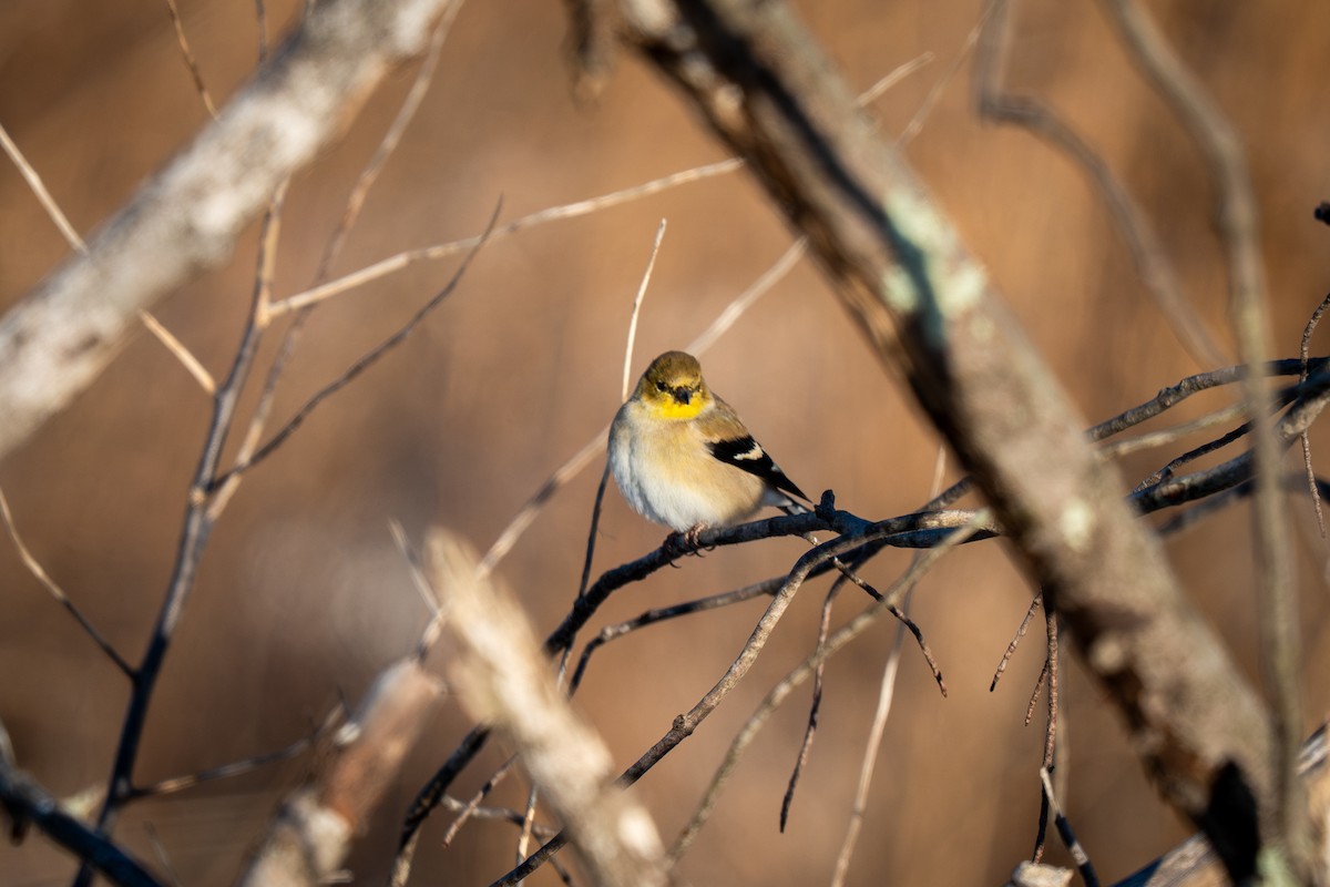 American Goldfinch - ML646809085