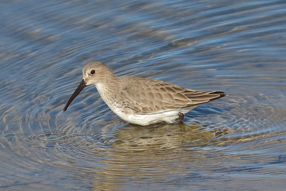 Txirri arrunta - ML646809086