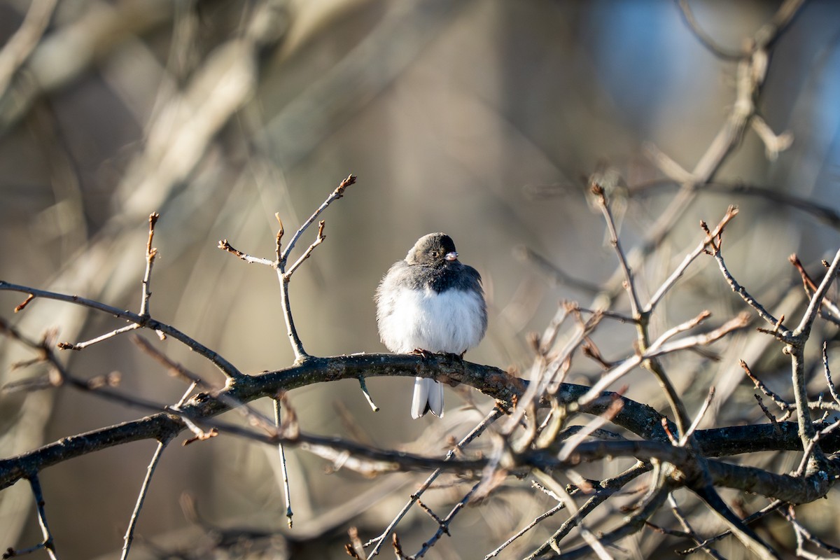 Dark-eyed Junco - ML646809089