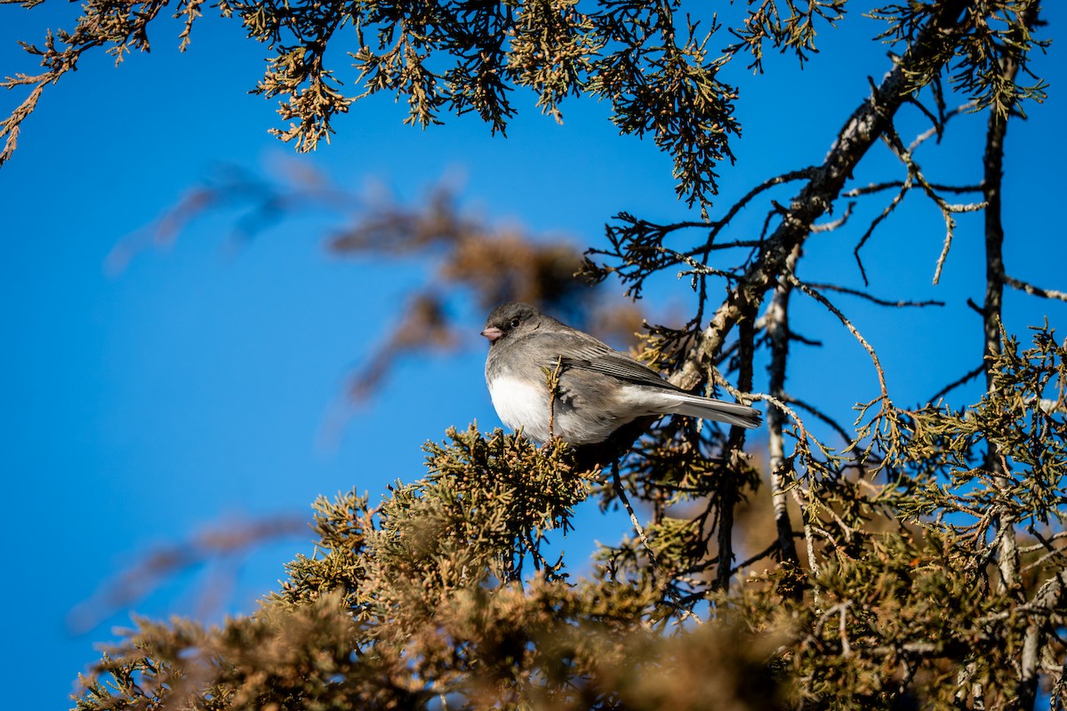 Dark-eyed Junco - ML646809090