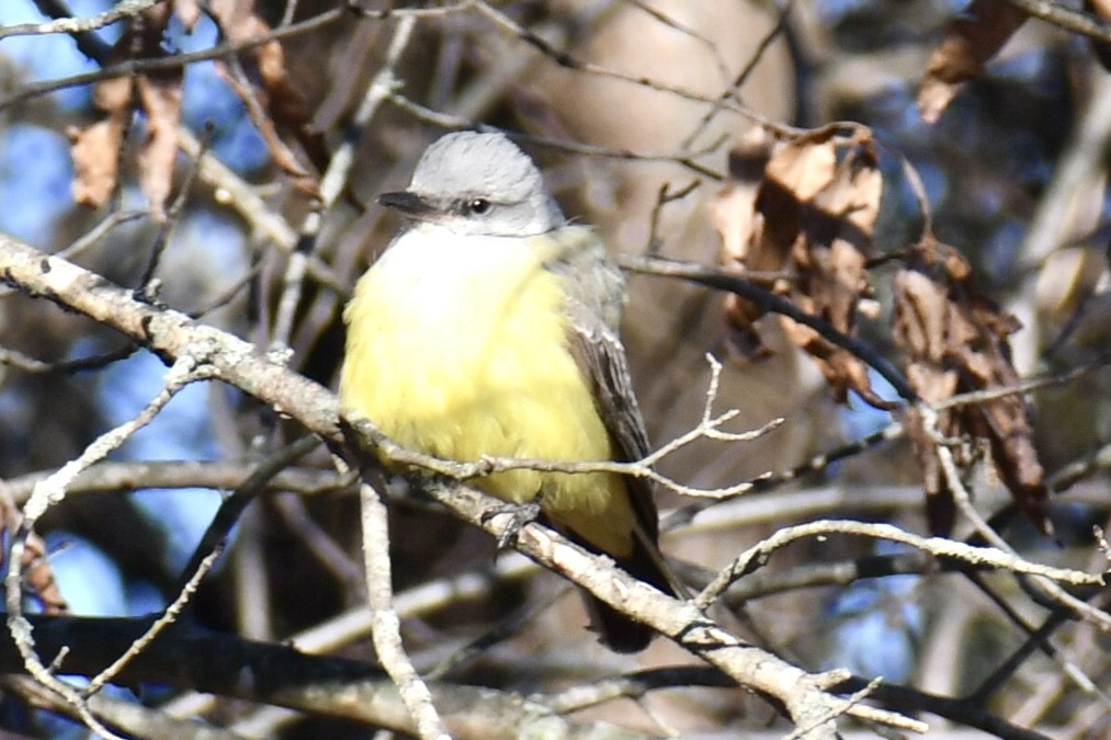 tyran západní - ML646809092