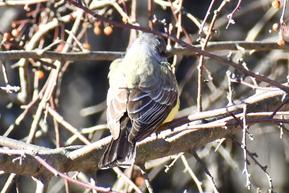 tyran západní - ML646809094