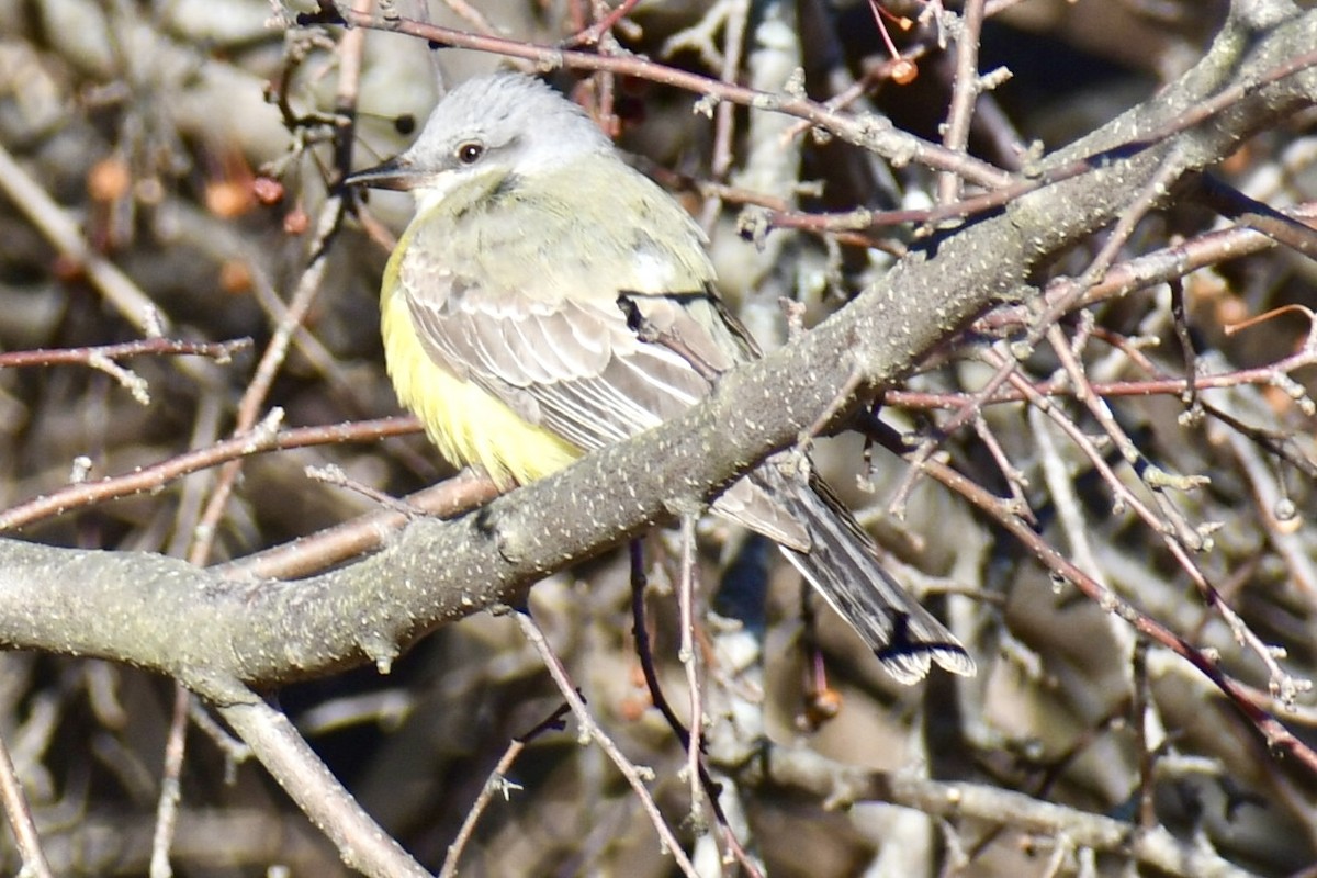 tyran západní - ML646809095