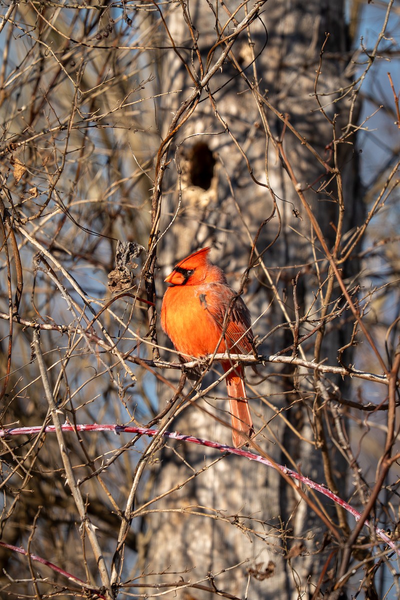 Northern Cardinal - ML646809097