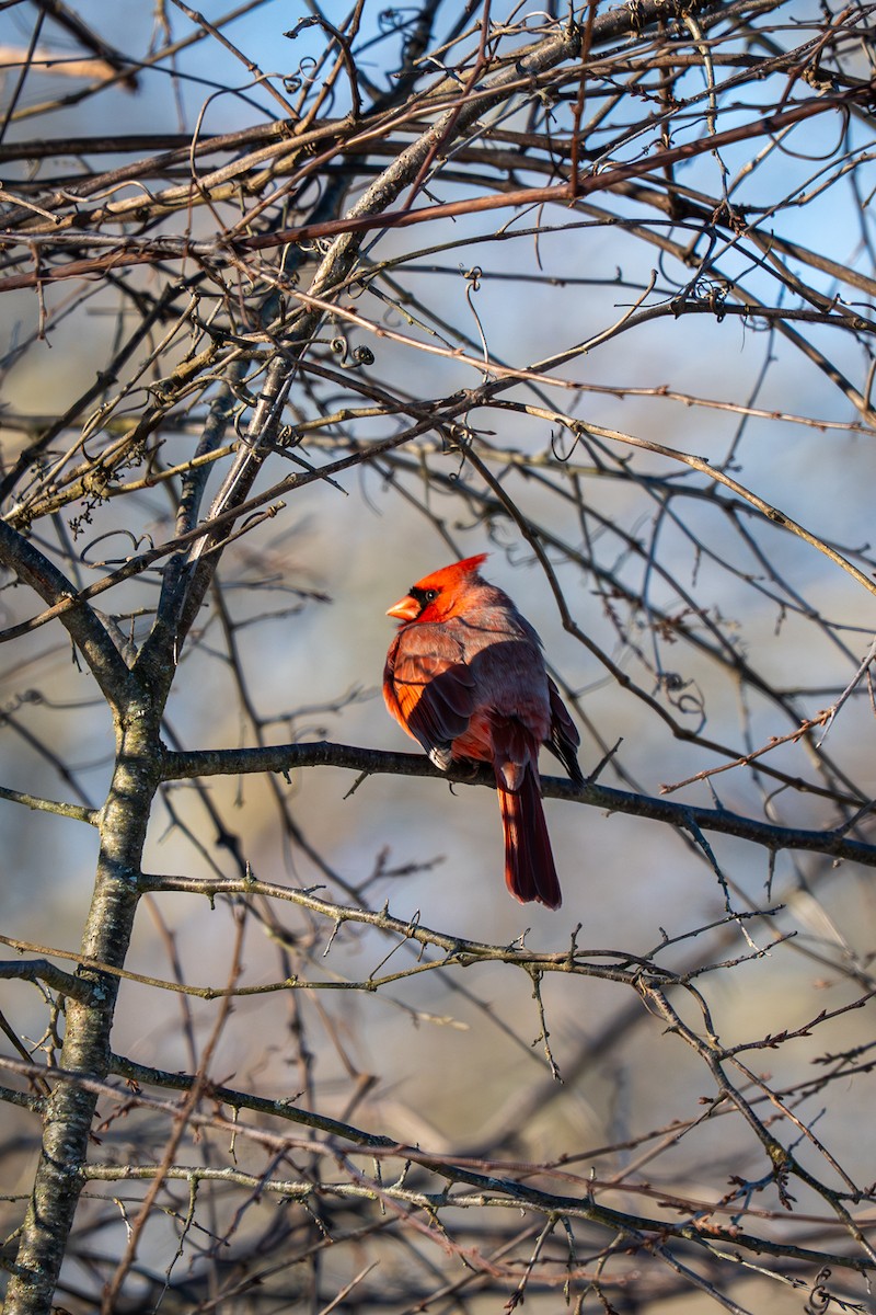 Northern Cardinal - ML646809098