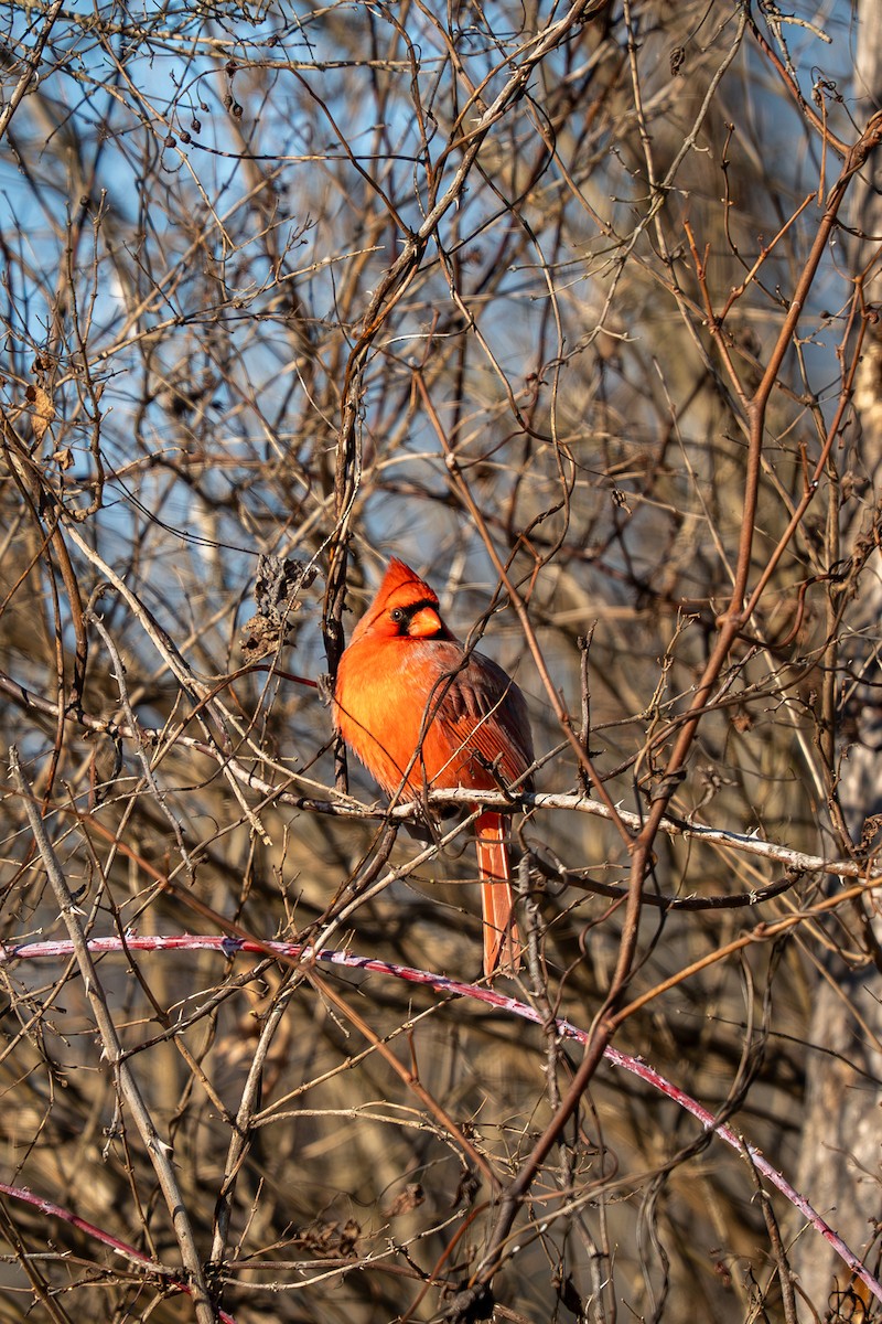 Northern Cardinal - ML646809099