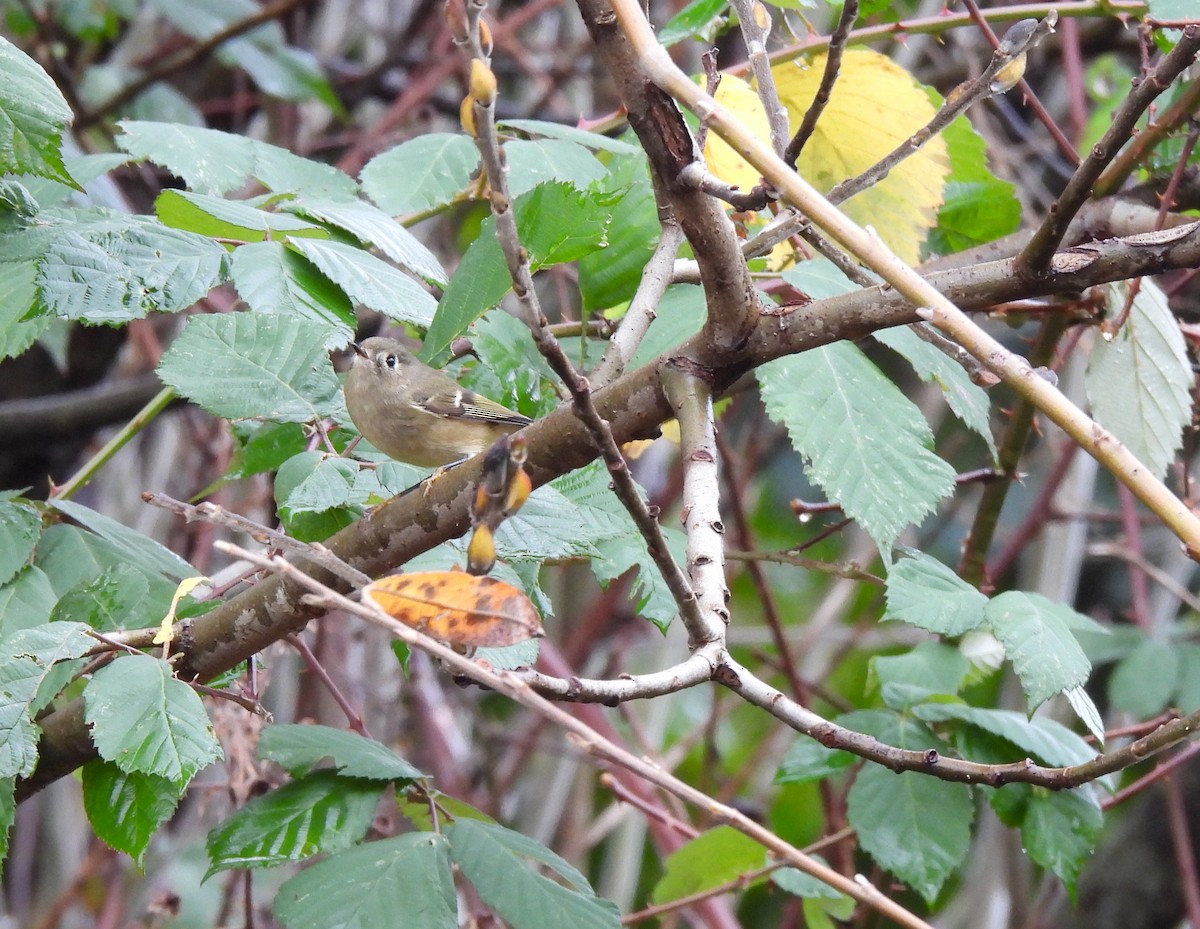 Reyezuelo Rubí - ML646809100