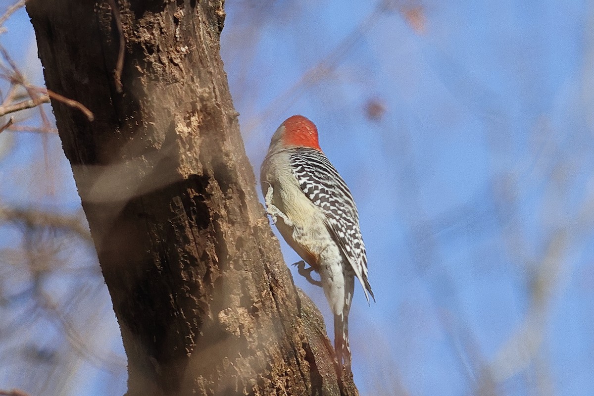 Red-bellied Woodpecker - ML646809101