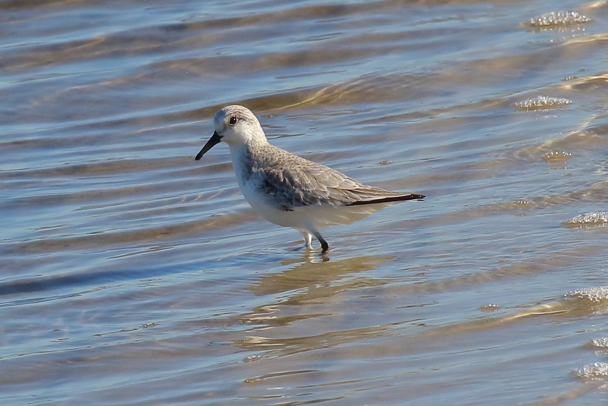 Txirri zuria - ML646809102