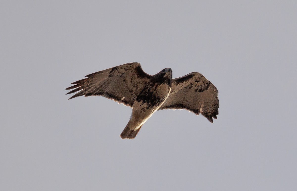 Red-tailed Hawk (abieticola) - ML646809104
