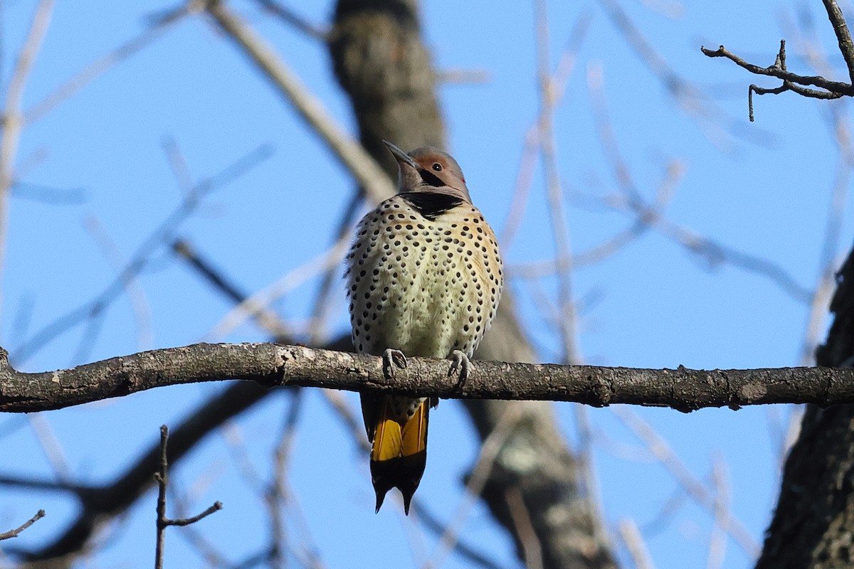 Northern Flicker - ML646809107