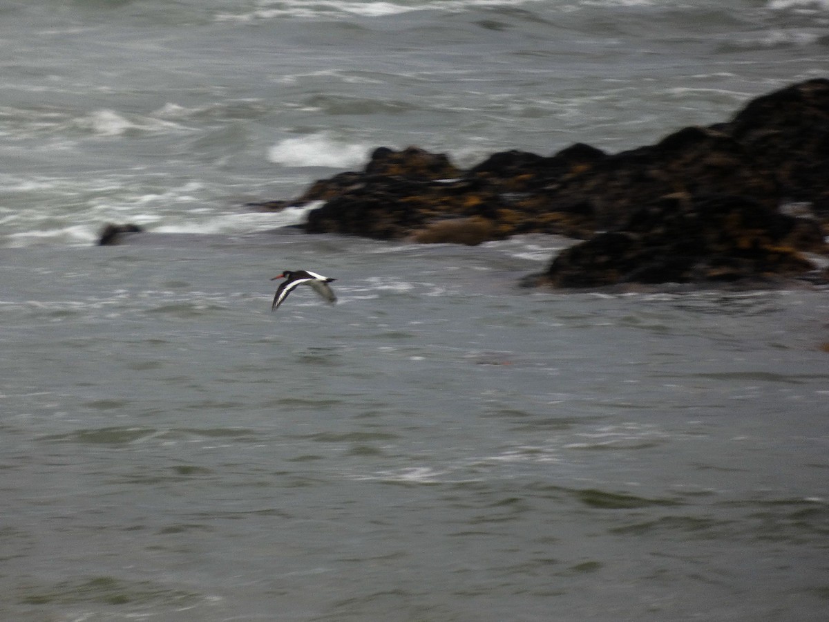 Алаг хясаач - ML646809114