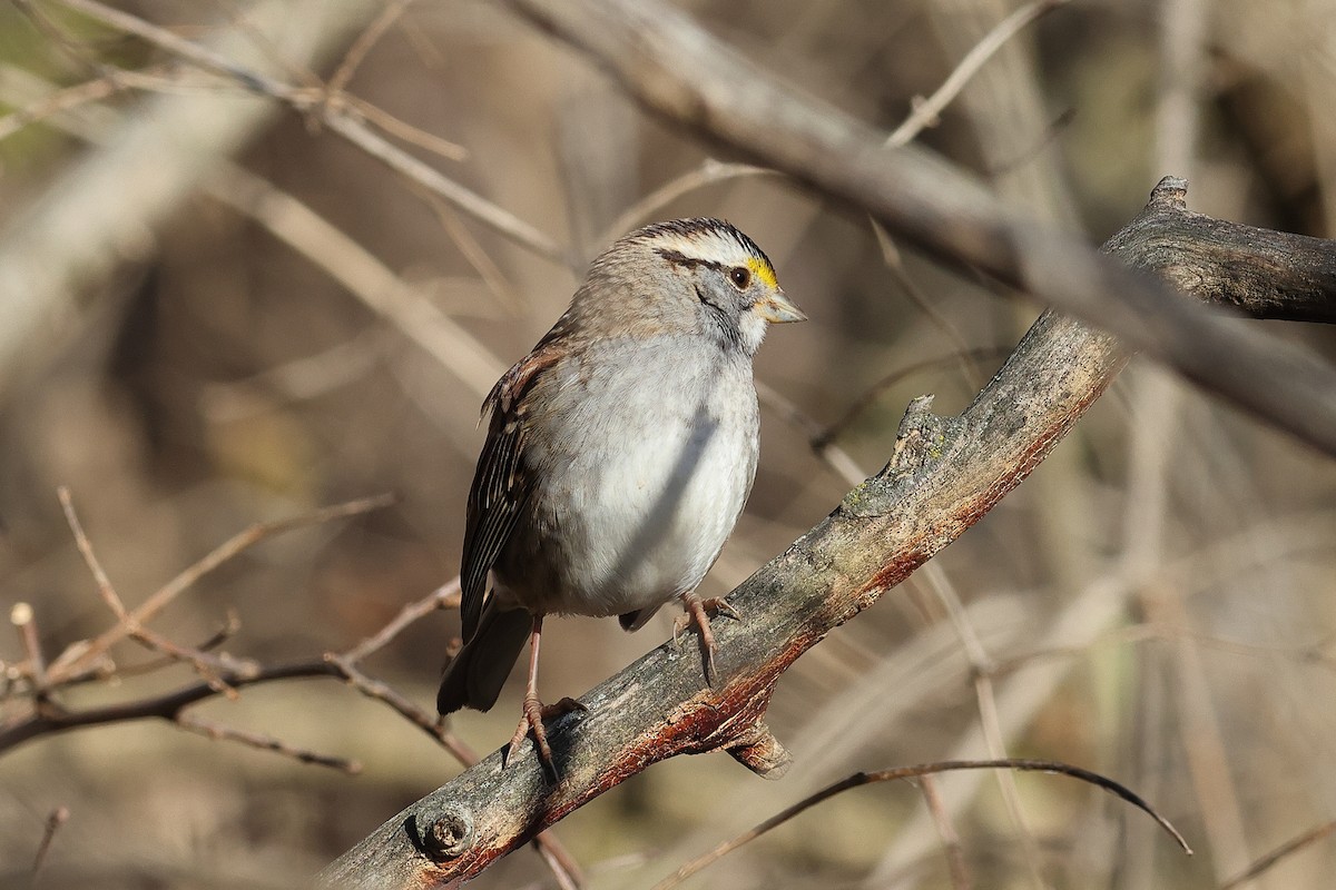 White-throated Sparrow - ML646809118