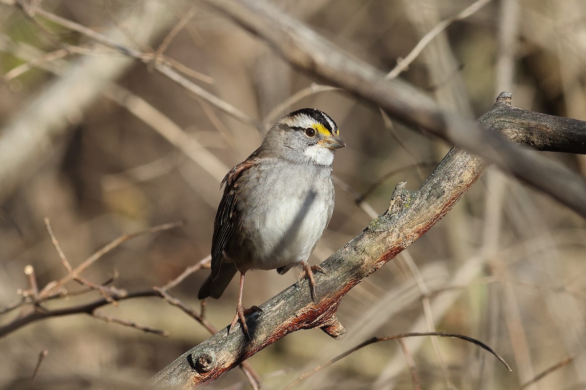 White-throated Sparrow - ML646809119