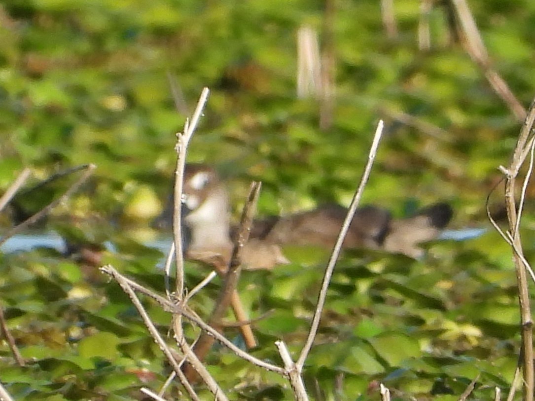 Brazilian Teal - ML646809120