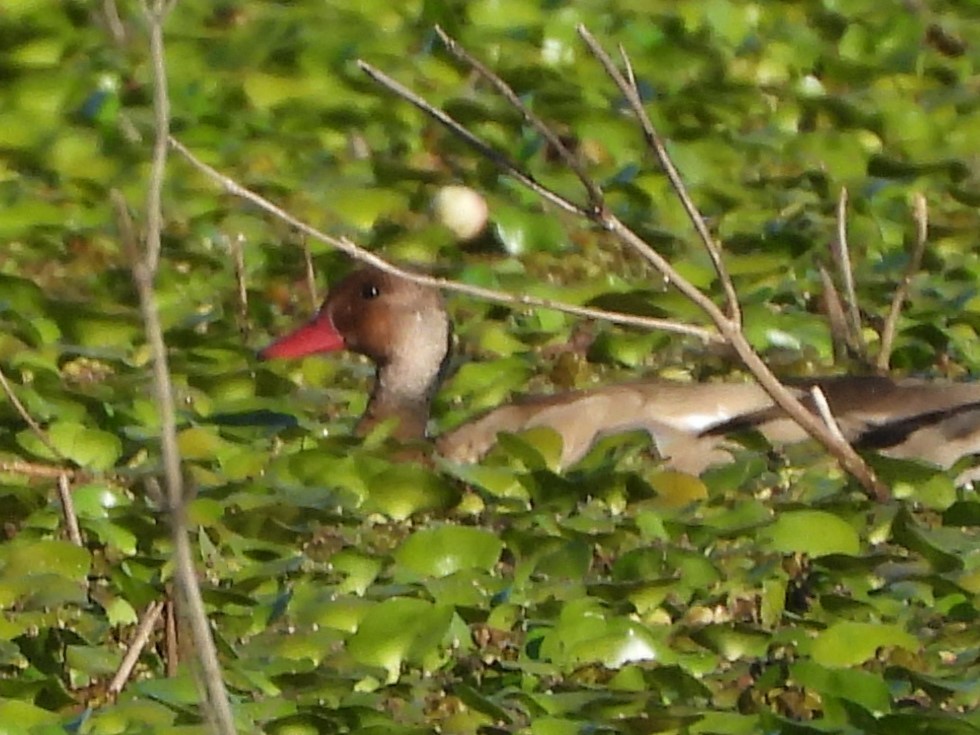 Brazilian Teal - ML646809121