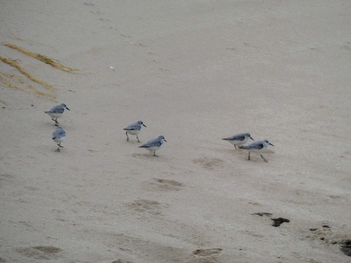 Гурвалж элсэг - ML646809123