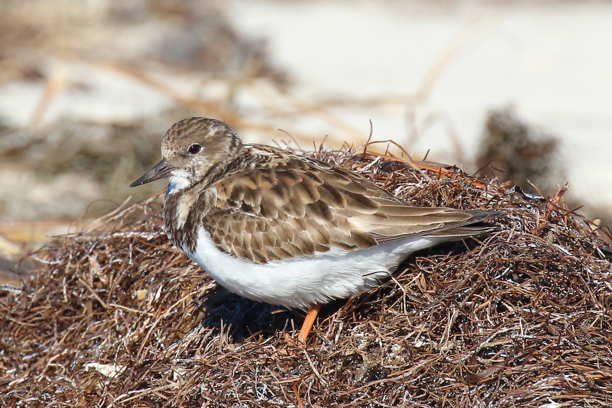 Harri-iraulari arrunta - ML646809124