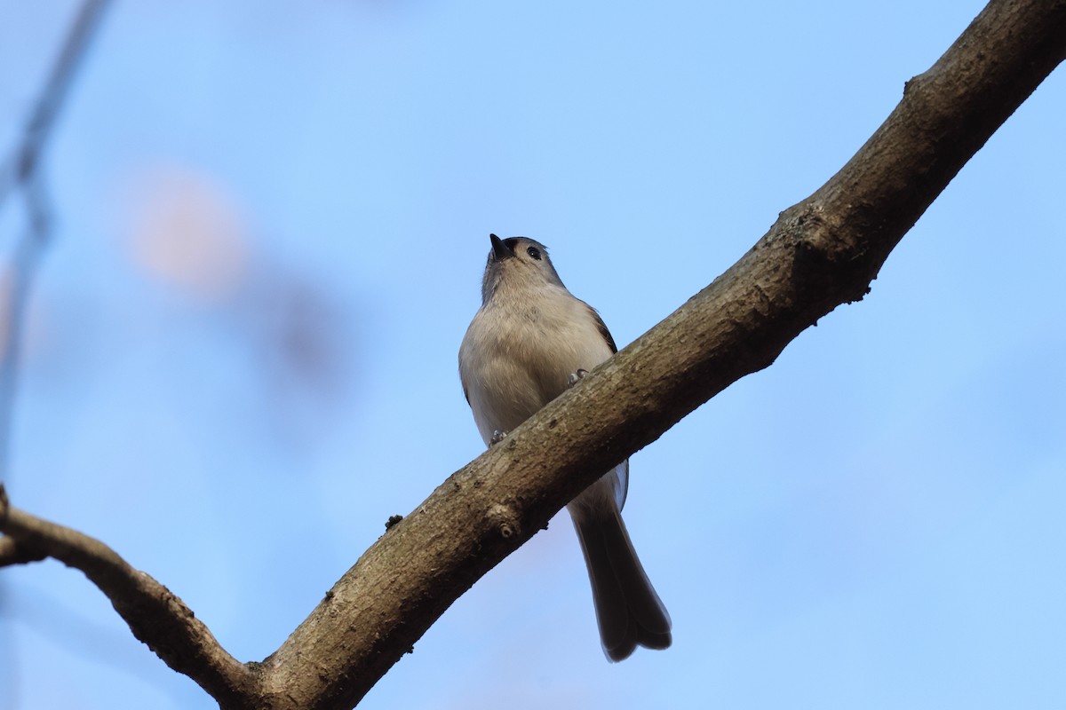 Tufted Titmouse - ML646809134