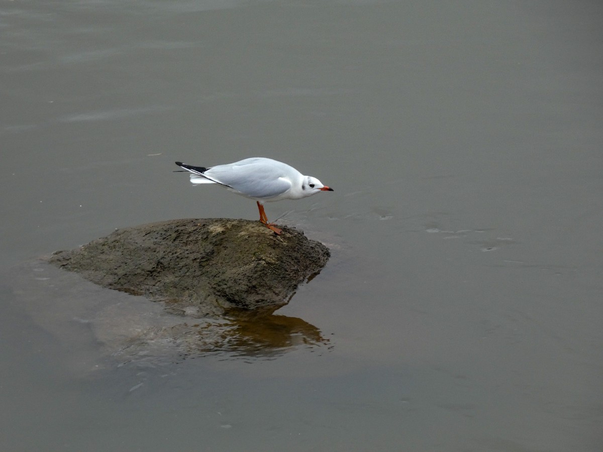 Хүрэн толгойт цахлай - ML646809136