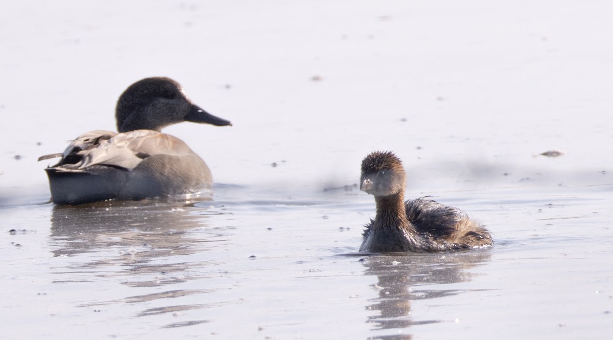 Pied-billed Grebe - ML646809138