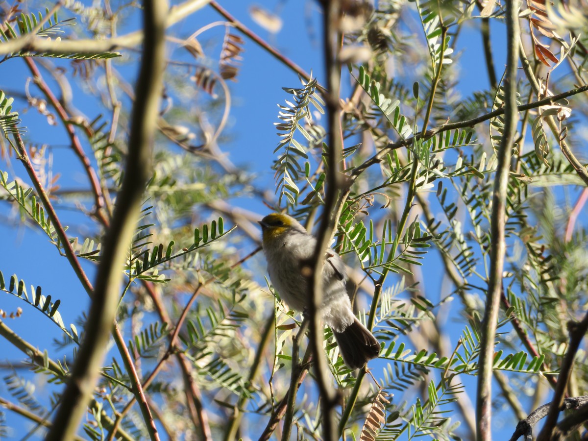 Goldkopf-Beutelmeise - ML646809139