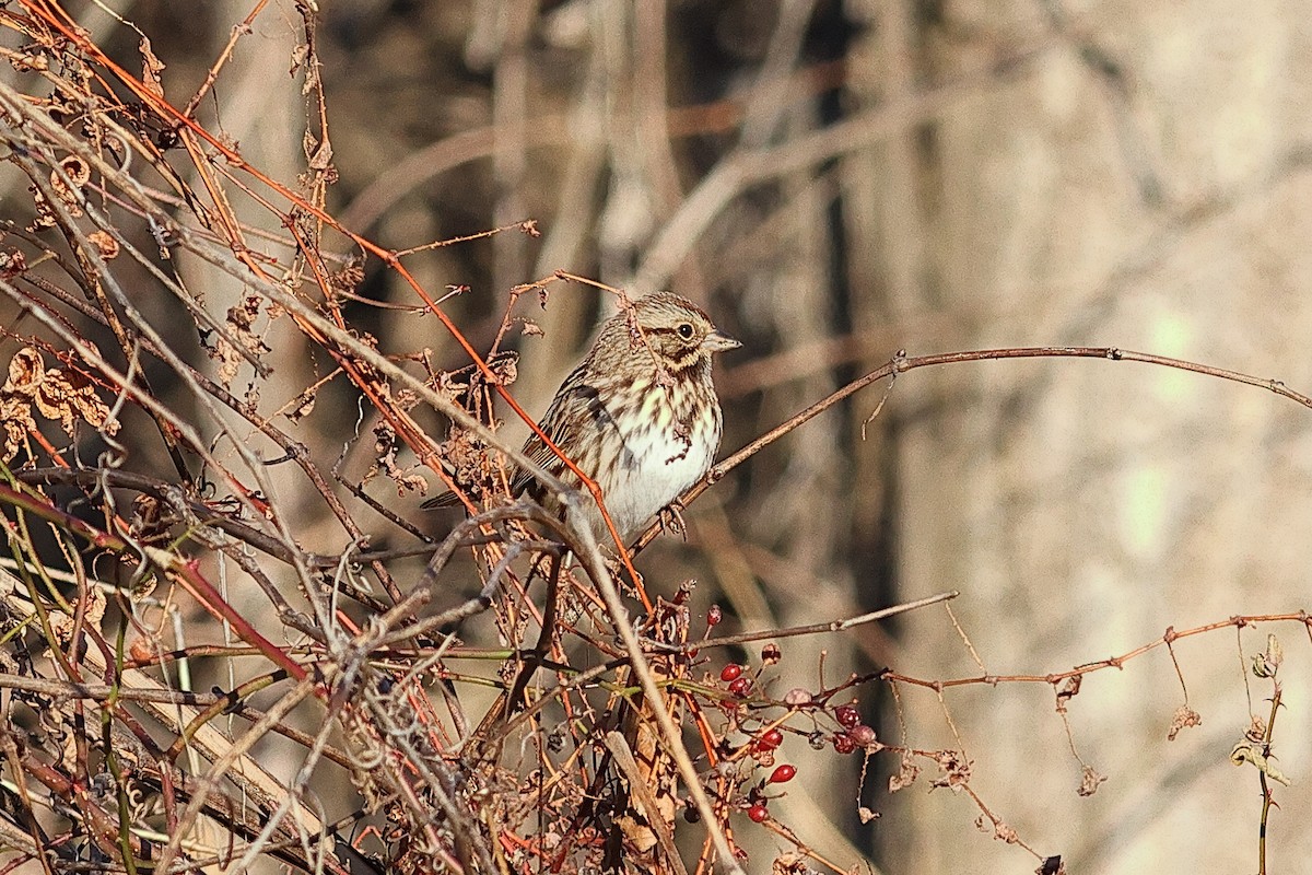 Song Sparrow - ML646809140