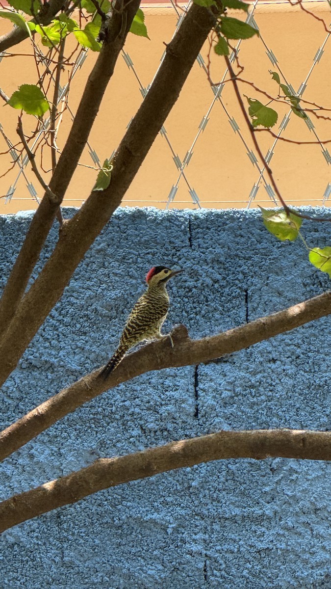 Черноусый дятел - ML646809142