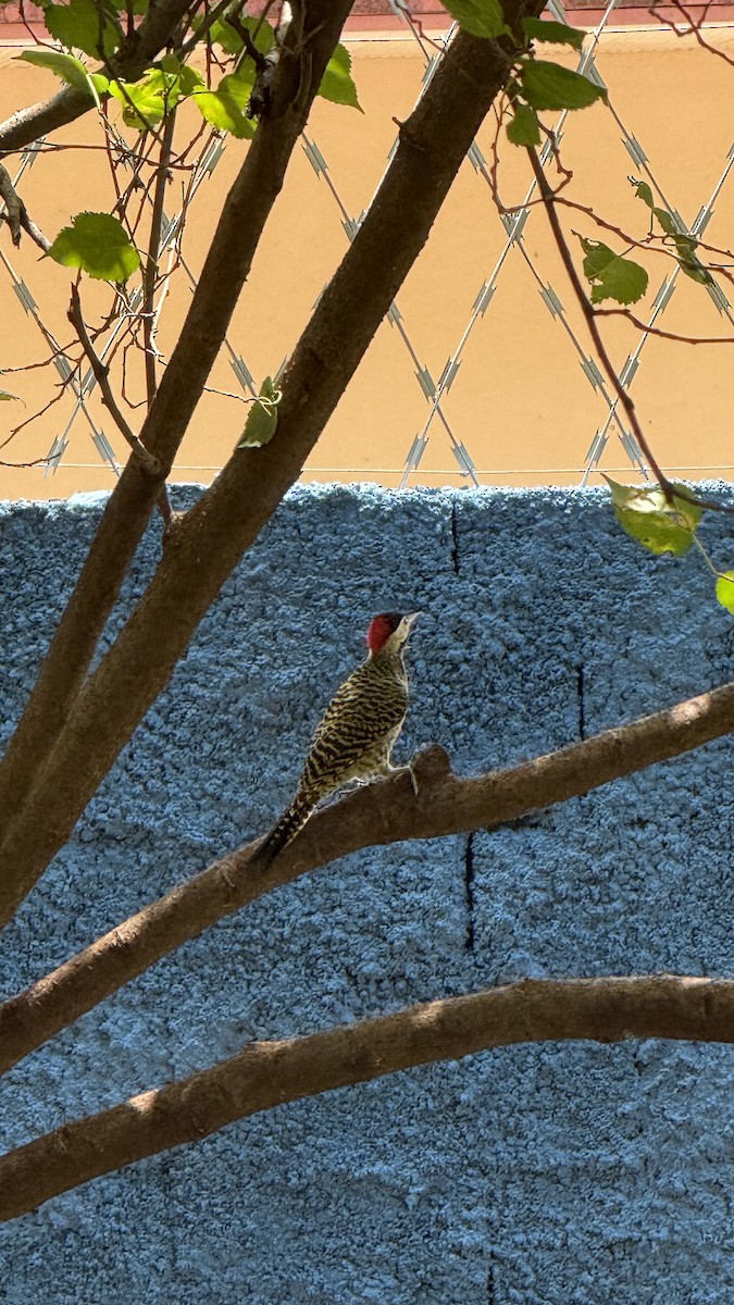 Черноусый дятел - ML646809143