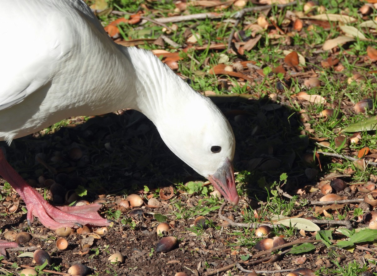 Гусь Росса - ML646809152