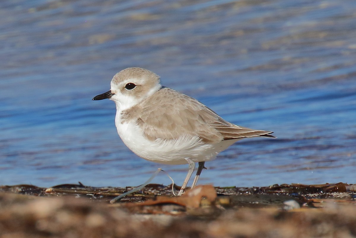 Snowy Plover - ML646809154