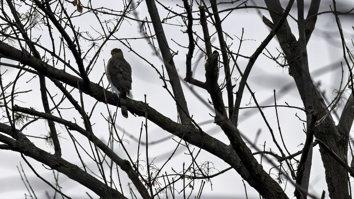 Cooper's Hawk - ML646809158