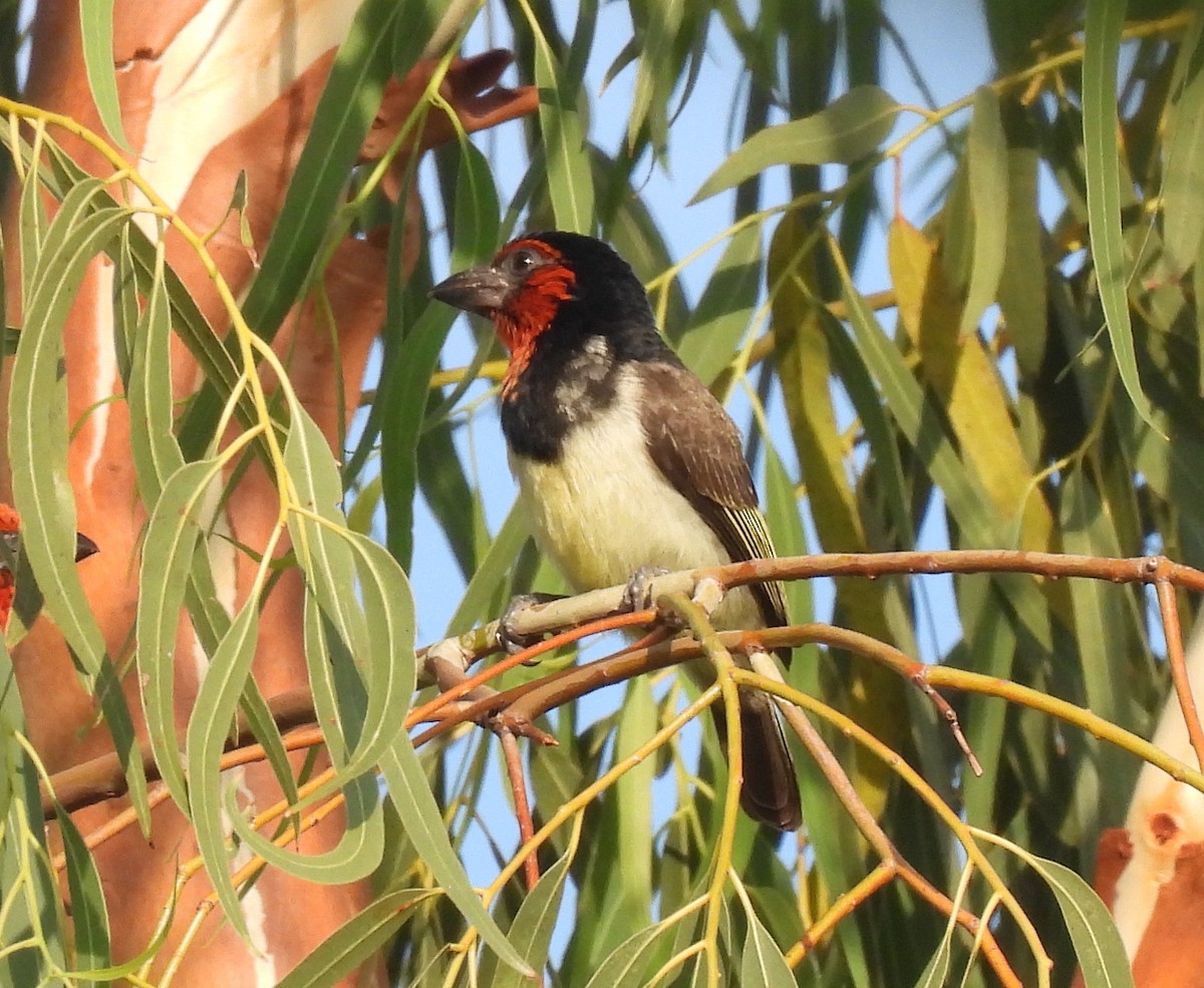 Kara Kolyeli Barbet - ML646809159