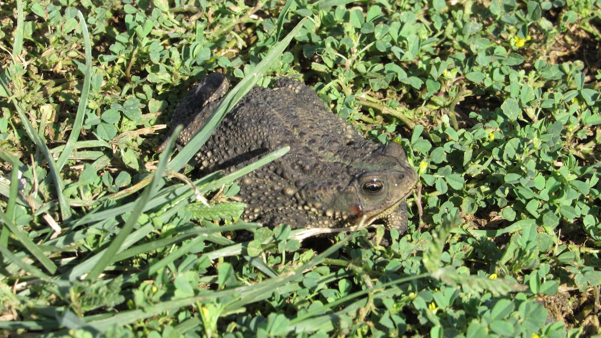 Bella Vista Toad - ML646809160