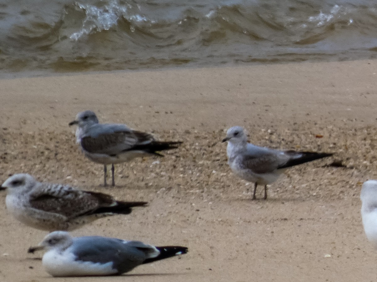 Үүлэн цахлай - ML646809161