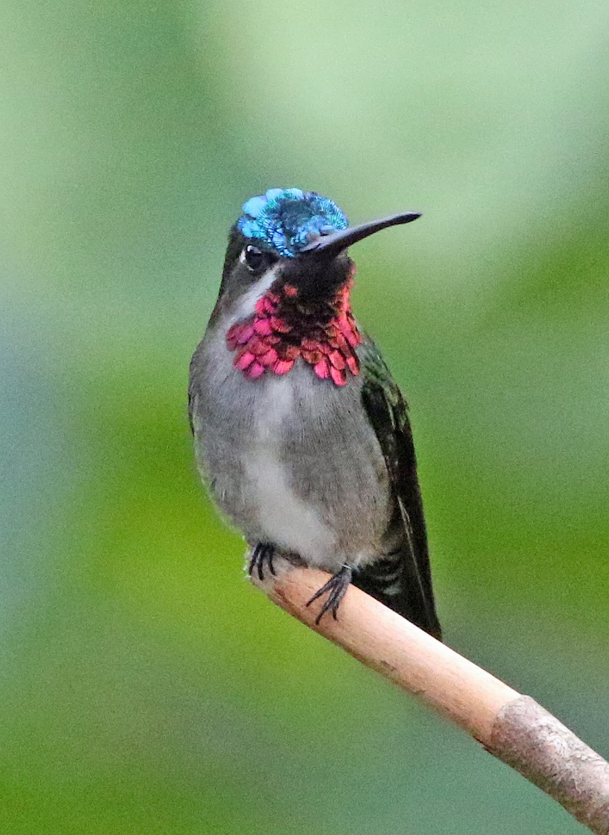 Rosenkehlkolibri - ML646809163