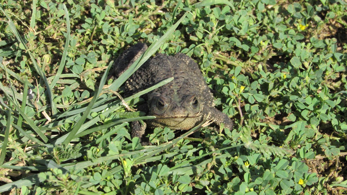 Bella Vista Toad - ML646809164