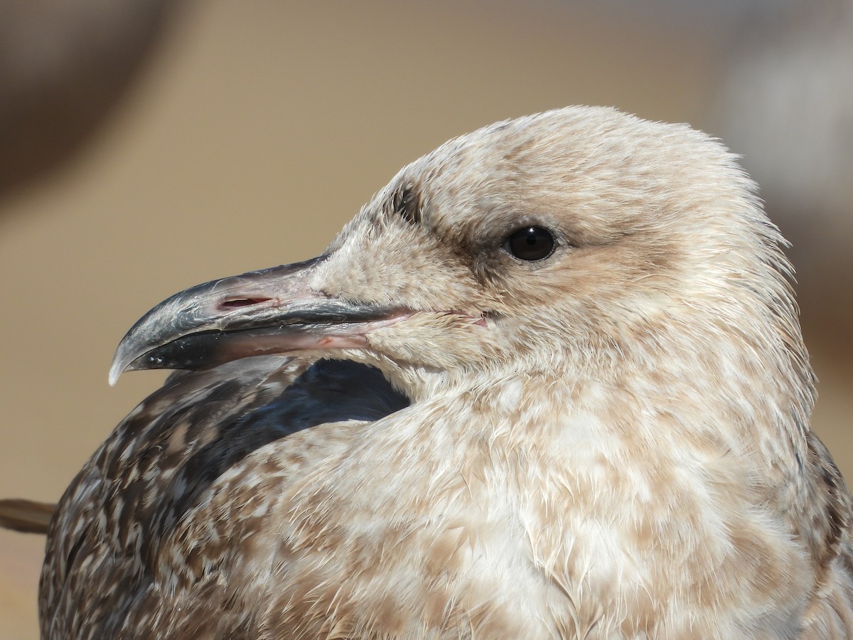 Gaviota Argéntea Americana - ML646809171