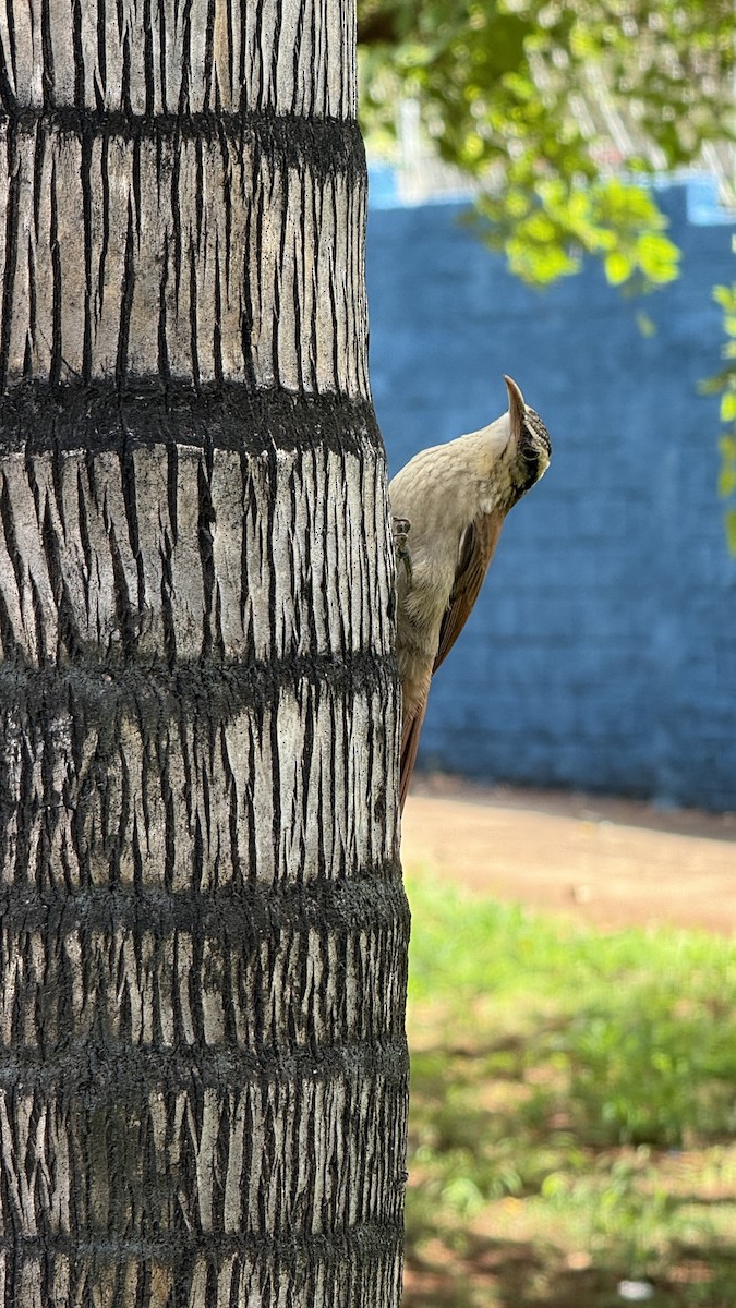 Узкоклювый древолаз - ML646809172