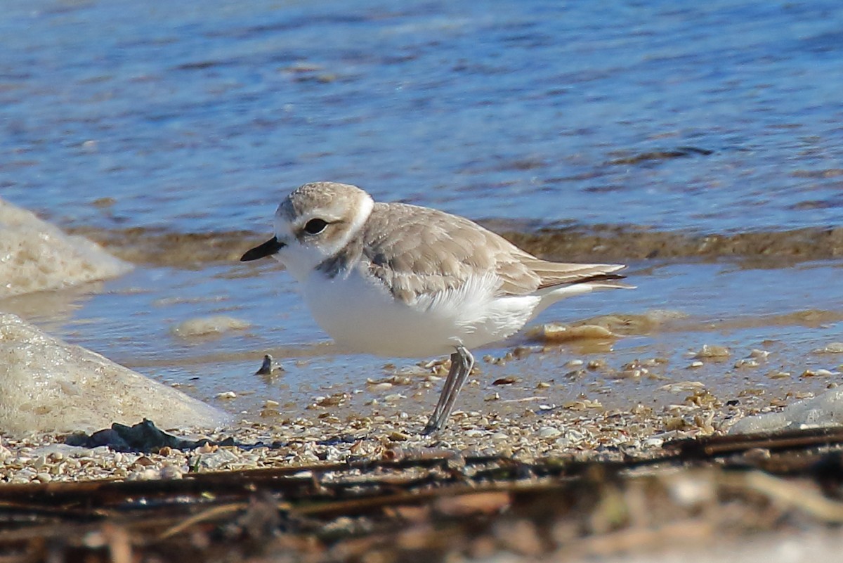Snowy Plover - ML646809174