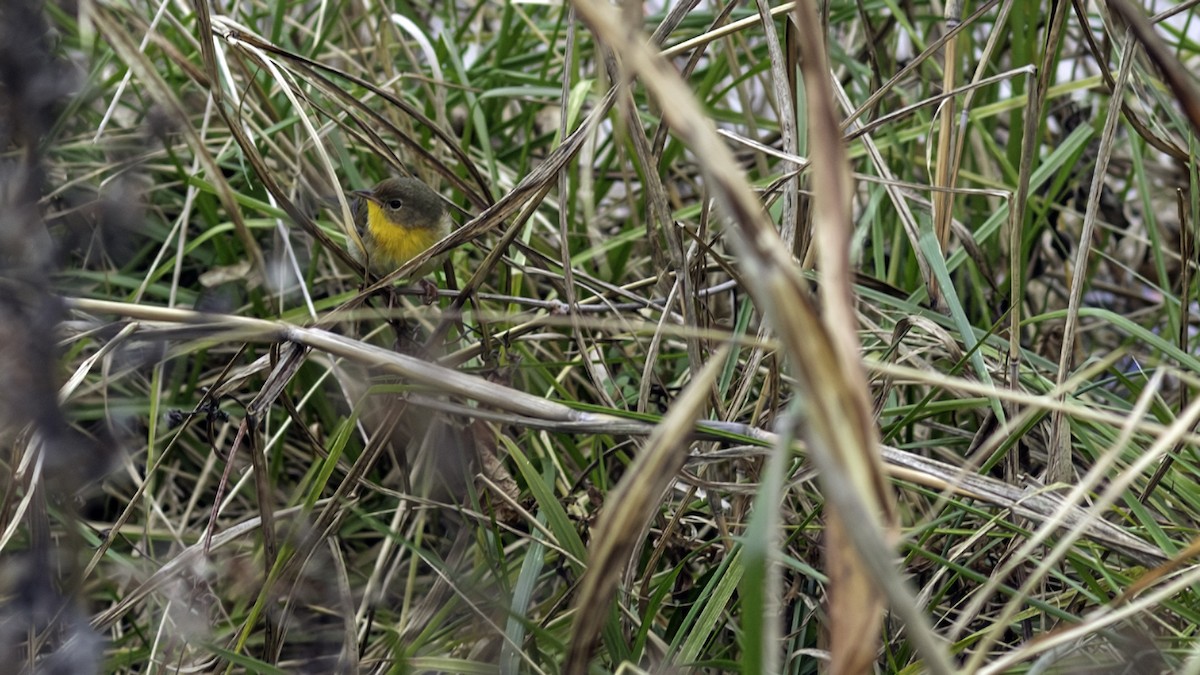 Common Yellowthroat - ML646809178